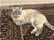 18.07.: Tierisch vermisst: Freude in Ahrweiler: Katze Mimi ist wieder da 