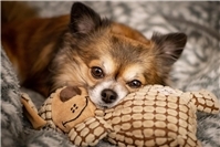 17.02.: Chihuahuas am Straßenrand gefunden