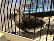17.06.: Mayen: Zutraulicher Nymphensittich gefunden – Wem gehört der Vogel?