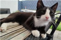 17.08.: Tierisch vermisst: Wer hat Kater Freddy aus Kruft gesehen?