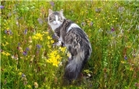 19.01.: Tierisch vermisst: Hoher Finderlohn: Wer hat Kater Sammy in Höhr-Grenzhausen gesehen?