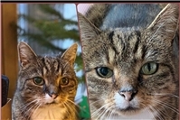 19.01.: Tierisch vermisst: Wer hat Kater Dobby aus Niederzissen gesehen?