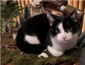 19.01.: Tierisch vermisst: Wer hat Kater Mucki aus Burgbrohl gesehen?