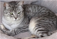 19.01.: Tierisch vermisst: Wer hat Katze Frieda in Mayen-Alzheim gesehen? 