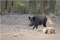 19.11.: Drückjagd in Remagen