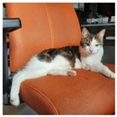 20.01.: Tierisch vermisst: Wer hat Kater Levi aus Westerburg gesehen?