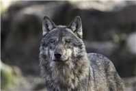 21.01.: Sechs Wölfe von Wildkamera gesichtet