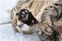21.04.: Unbekannter fährt Katze tot und flüchtet