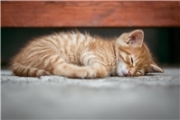 21.10: Katze mit Luftgewehr beschossen - Verdächtiger gesteht