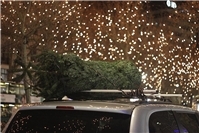 21.12.: Ungesicherter Weihnachtsbaum verursacht Unfall auf der B49