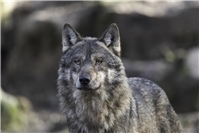 22.03.: Koordinationszentrum für Luchs und Wolf (KLUWO) schickt DNA-Proben zur Analyse