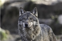 22.03.:Wolfsangriff im Kreis Neuwied: Dammwild getötet und verschwunden