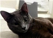 23.07.: Tierisch vermisst: Remagen: Wer hat Kater Medo gesehen?