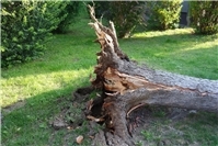 23.10.: Unwetter-Chaos: Bäume stürzen auf Straßen und blockieren den Verkehr