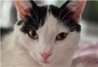 25.03.: Tierisch vermisst: Wer hat Kater Anton aus Bendorf gesehen? 