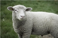 25.10.: Kreis Neuwied: Mehrere Tote Schafe im Westerwald