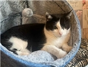 26.01.: Tierisch vermisst: Happy End in Burgbrohl: Kater Mucki ist wieder Zuhause