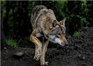 26.03.: Mehrere tote Schafe - Verdacht auf Wolf