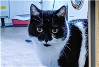 27.01.: Tierisch vermisst: Wer hat Katze Elvie aus Bad Neuenahr gesehen?