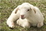 27.04.: Dreister Diebstahl - 32 Lämmer aus Schafherde gestohlen
