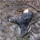 29.03.: Erstmals Wolf „GW926m“ im Kreis Ahrweiler dokumentiert 