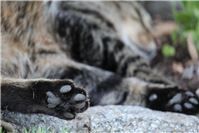 29.03.: Sieben tote Katzen im Unterholz gefunden