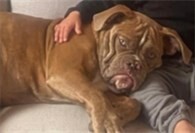 29.07.: Tierisch vermisst: Wer hat Hündin Coco aus Masburg gesehen?