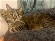 30.03.: Tierisch vermisst: Wer hat Kater Frodo aus Bonn gesehen?