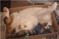 30.03.: Tierisch vermisst: Wer hat Kater Smartie aus Walporzheim gesehen? 