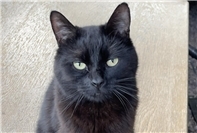 30.07.: Tierisch vermisst: Wer hat Katze Lucy gesehen?