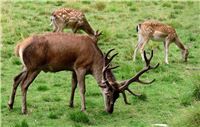 30.08.: Damwild auf Weide beschossen - ein Tier tot
