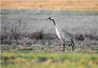 31.10.: Geflügelpest im Kreis Ahrweiler nachgewiesen