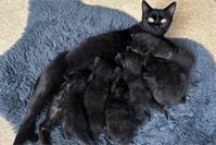 Ab Oktober 2026: Kastrations- und Kennzeichnungspflicht für Freigängerkatzen