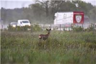 Achtung: Wildunfallrisiko steigt ab April drastisch