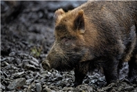 Afrikanische Schweinepest (ASP) breitet sich weiter aus