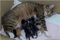 Alarmierende Zahlen: Katzenelend nimmt weiter zu