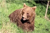 Am 17. Mai den Wildpark in Gackenbach besuchen und Solidarität mit dem Familienferiendorf in Hübinge