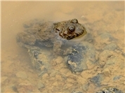 Amphibienschutzgebiet droht die Isolation