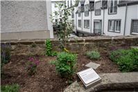 Apfelbaum erinnert an dunkle Zeiten