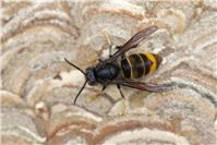 Asiatische Hornisse breitet sich aus