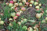 Auf in die Raubacher Streuobstwiese