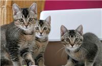 Aufgepasst: Katzen gibt es nicht zum Schnäppchenpreis