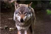 Ausgleich für vom Wolf verursachte Schäden
