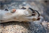 Auto kollidiert mit Hund