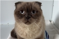 BKH-Mix Kater Finn sucht Körbchen für immer