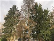 Baumfällungen in der Sinziger Kernstadt notwendig