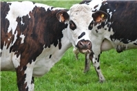 Blauzungenkrankheit: Auswirkungen auf den Kreis Neuwied