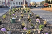 Blühende Akzente in Lahnstein 