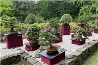 Bonsai-Freiluftausstellung mit Workshop im Japanischen Garten Bonn zu Pfingsten 2026