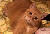 Bei Eiseskälte ausgesetzt: Kater Bruno erlitt Höllenqualen